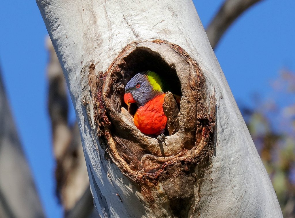 Rainbow Lorikeet in nest hollow