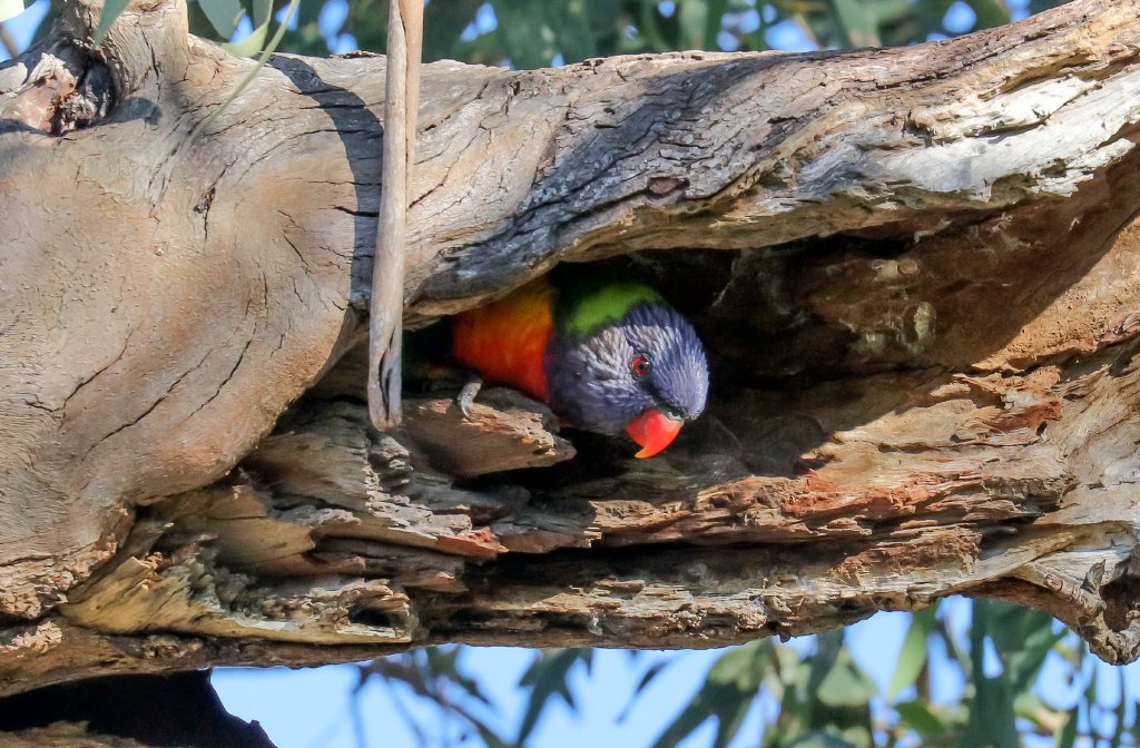 Rainbow Lorikeet in nest hollow