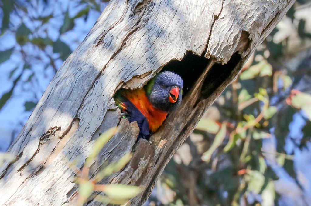 Rainbow Lorikeet in nest hollow