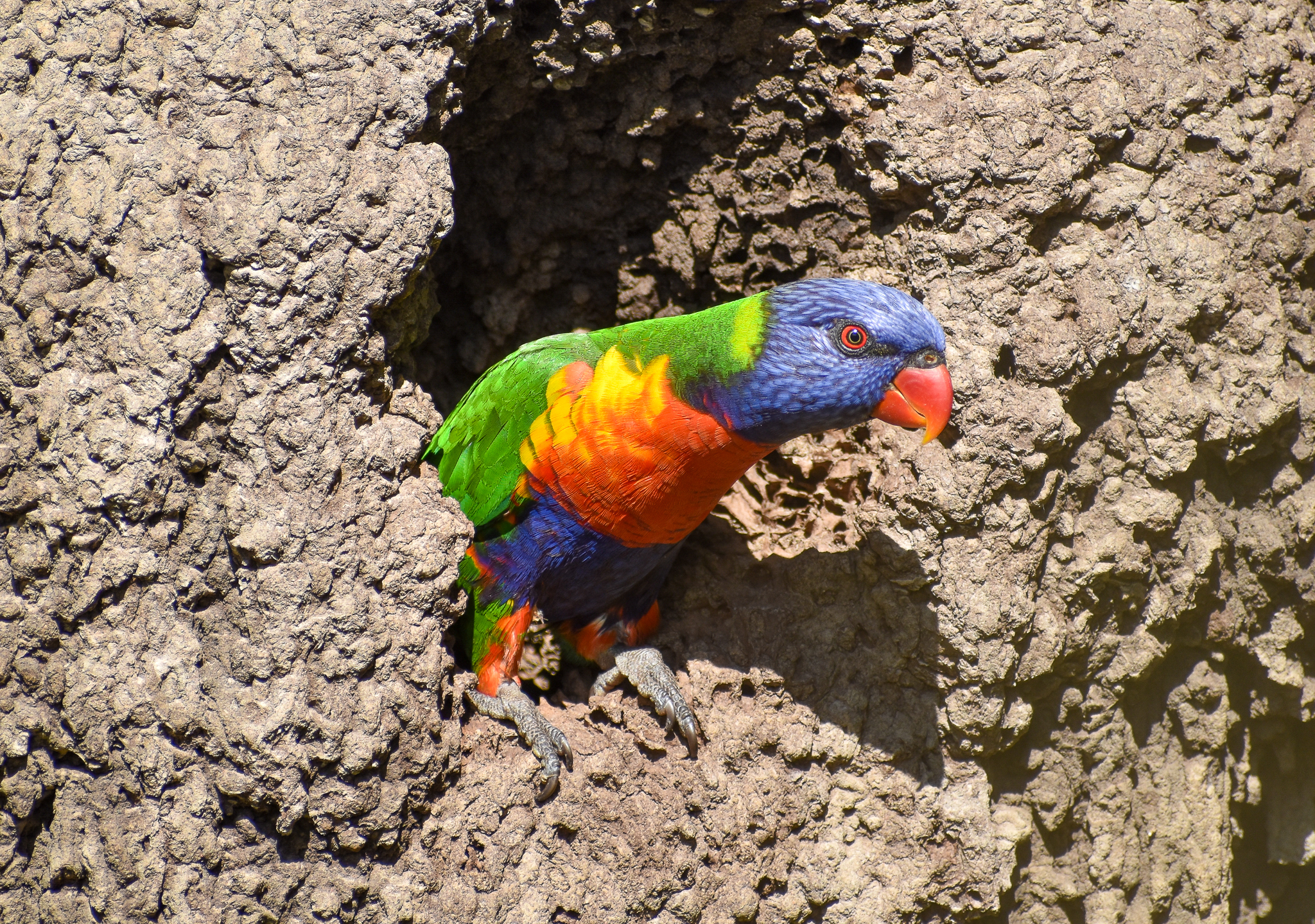 Rainbow Lorikeet in old termite mound