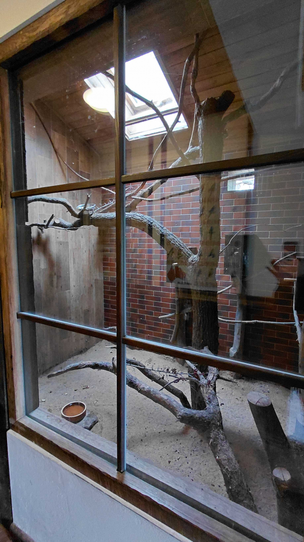 Rainbow lorikeet indoor exhibit