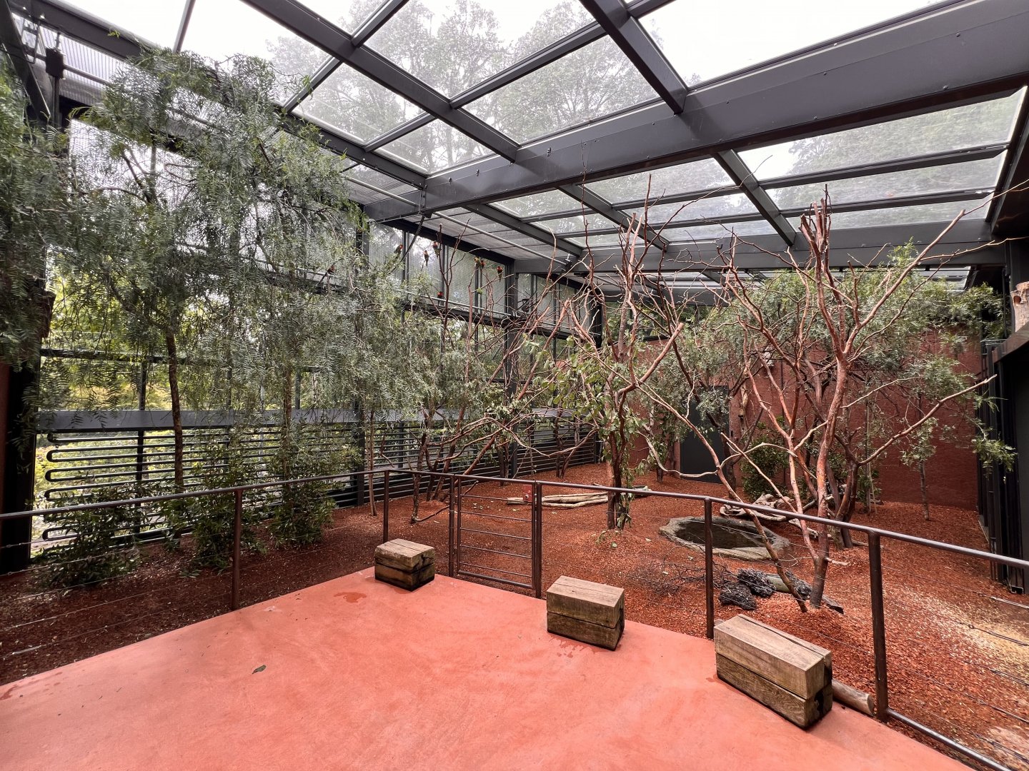 Rainbow Lorikeet Indoor Walkthrough Aviary