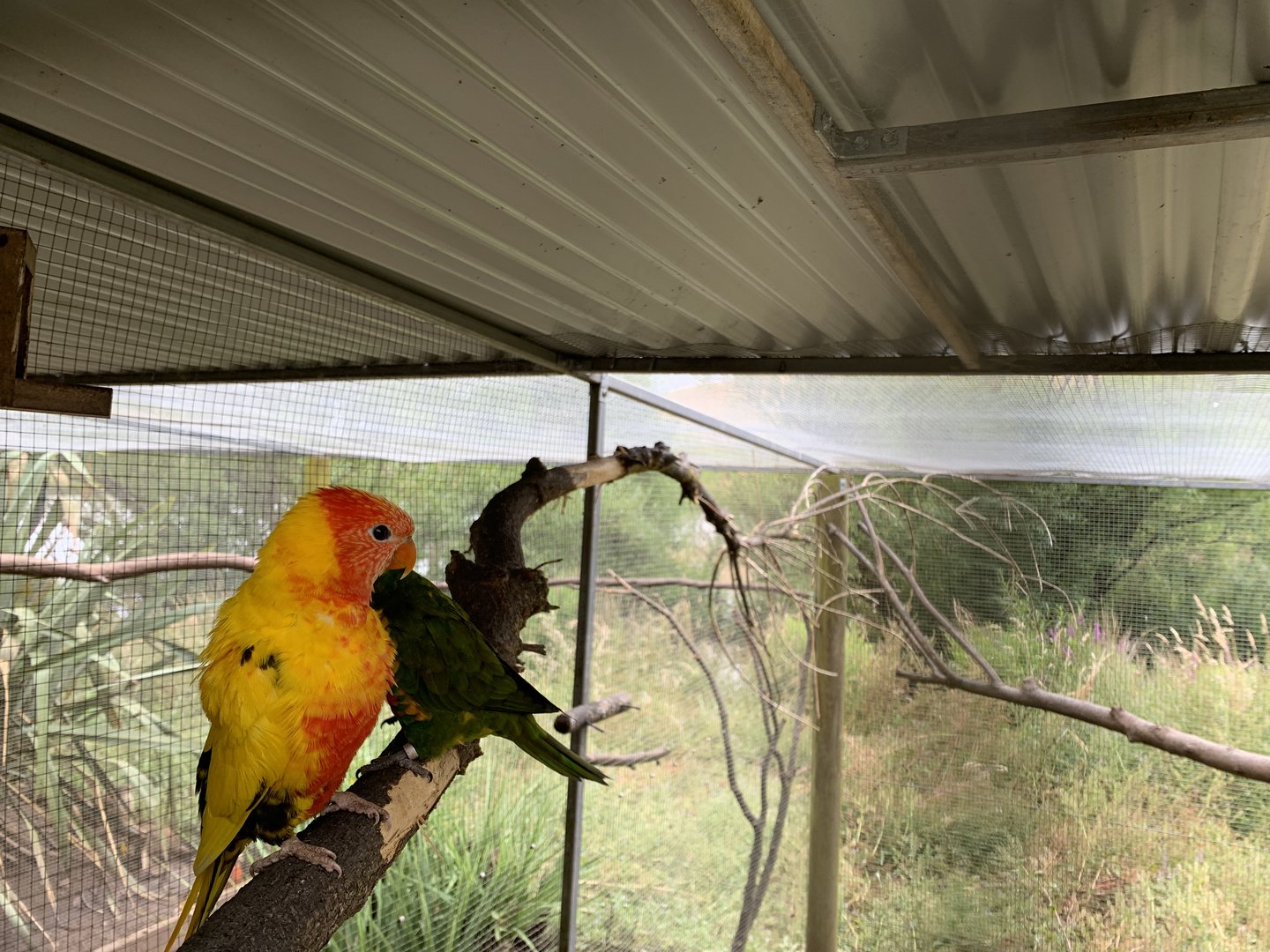 Rainbow Lorikeet Morph