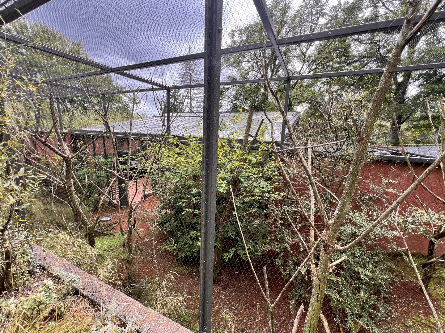 Rainbow Lorikeet Outdoor Aviary