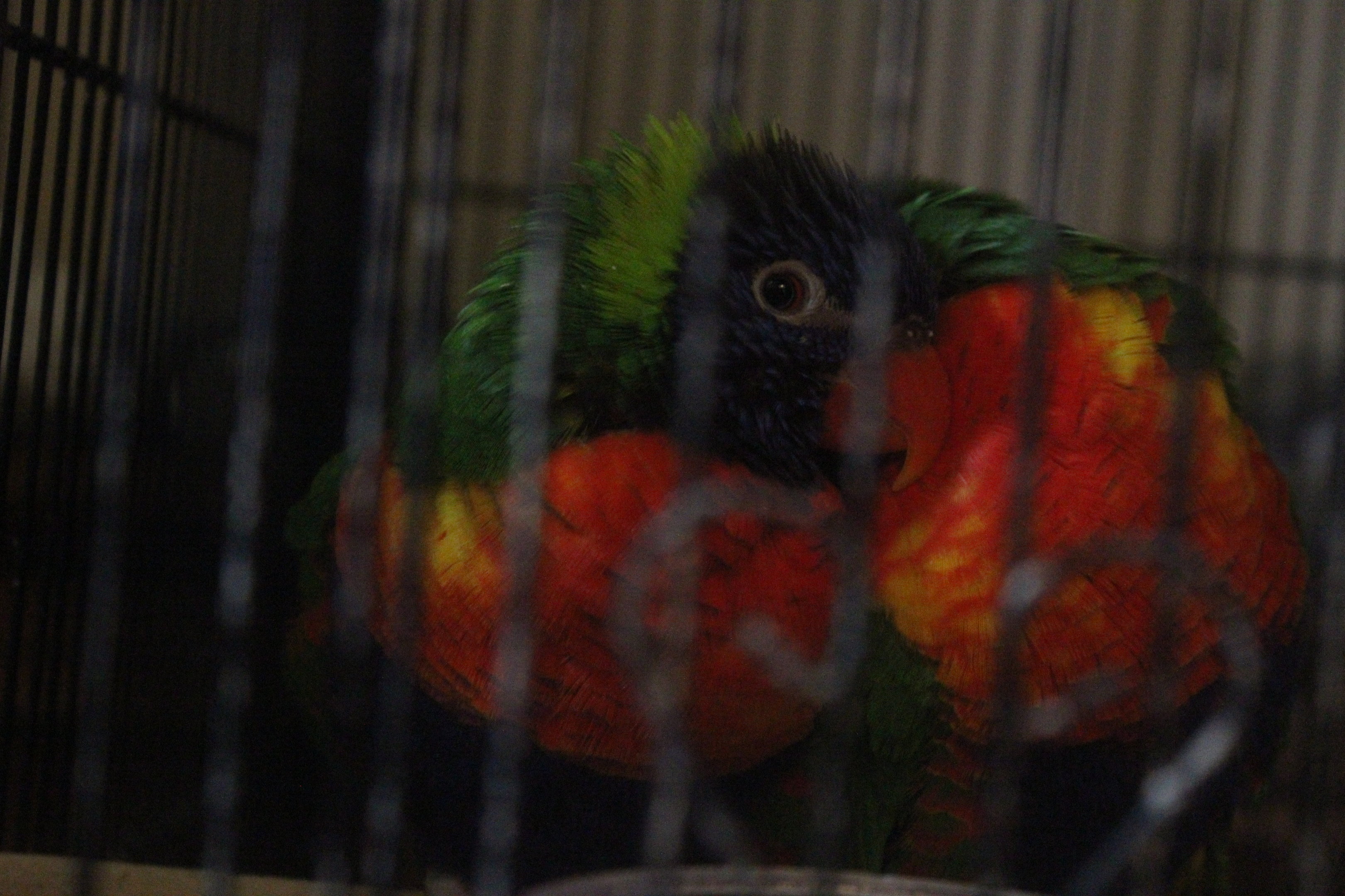 Rainbow Lorikeet pair, The Dinosaur House (Raetihi)