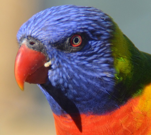 Rainbow lorikeet portrait.