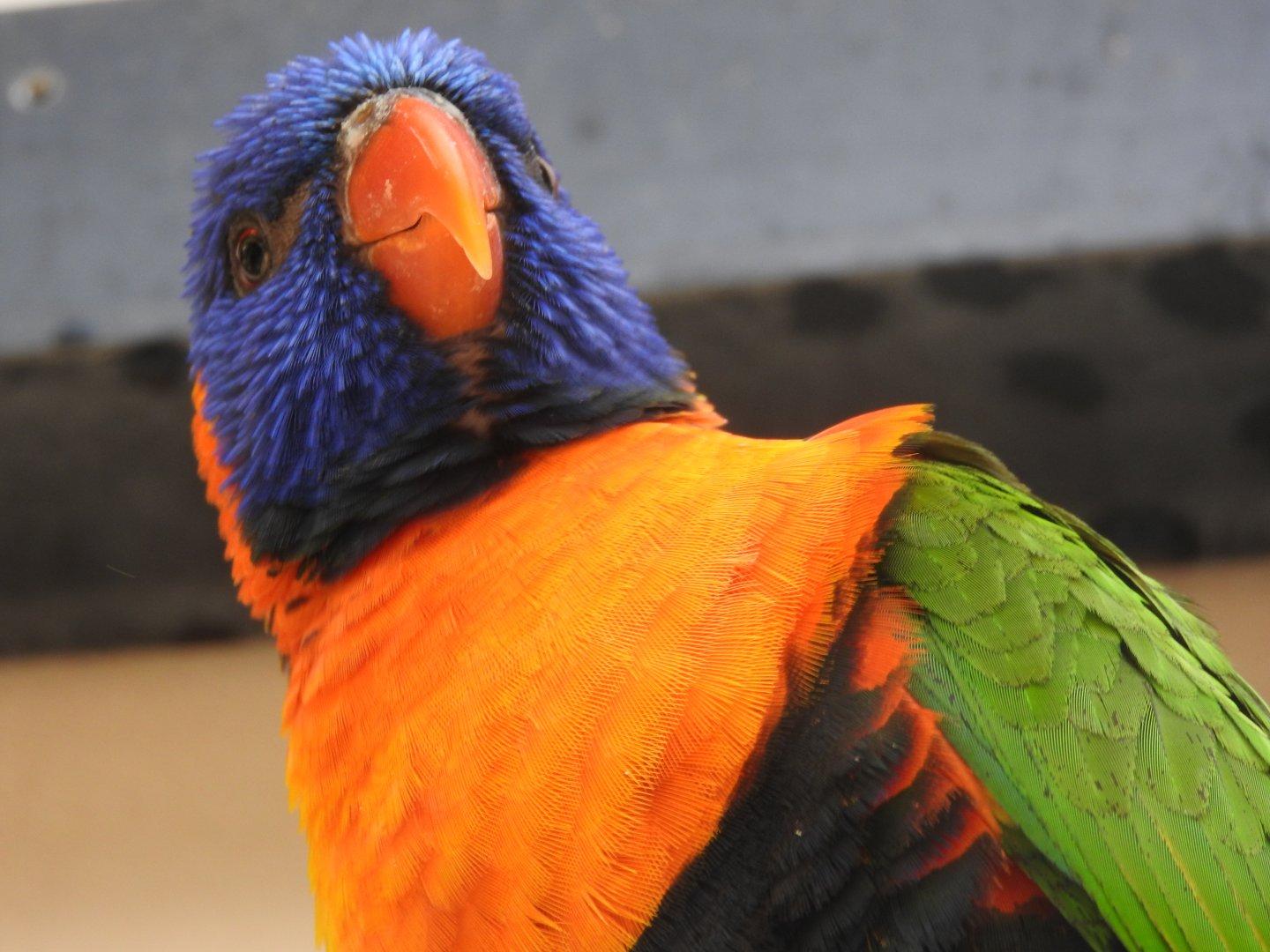 Rainbow Lorikeet (Red-collared)