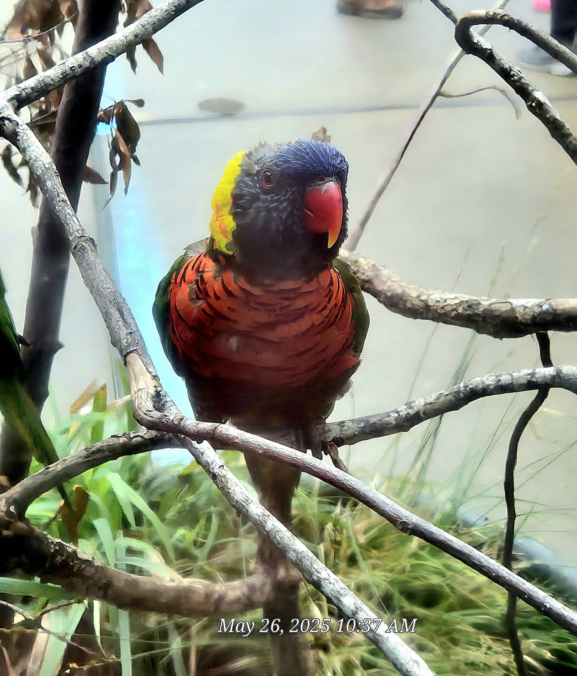Rainbow Lorikeet  - Riverbanks Zoo
