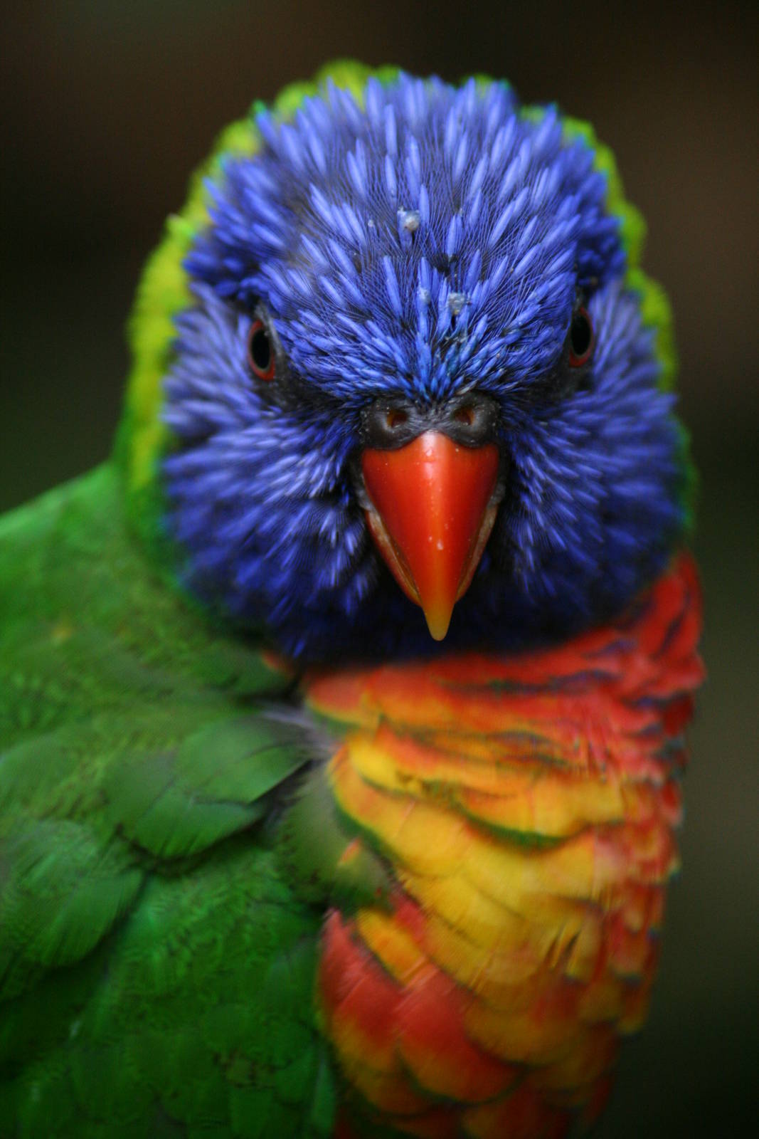 Rainbow lorikeet ssp?