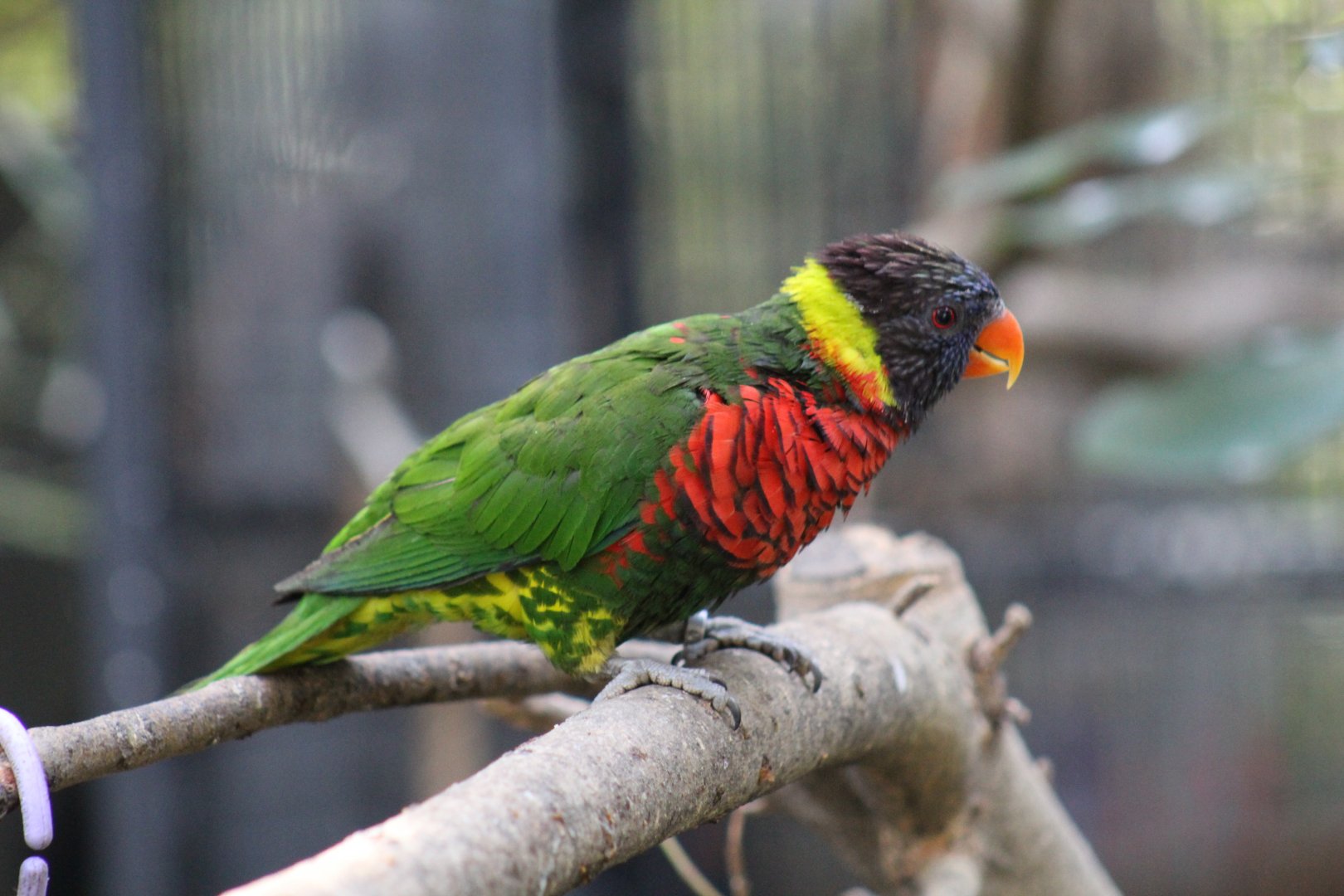 Rainbow Lorikeet ssp?