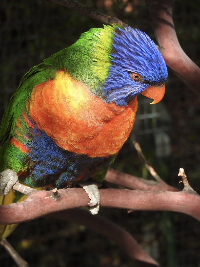 Rainbow Lorikeet (Swainson's)