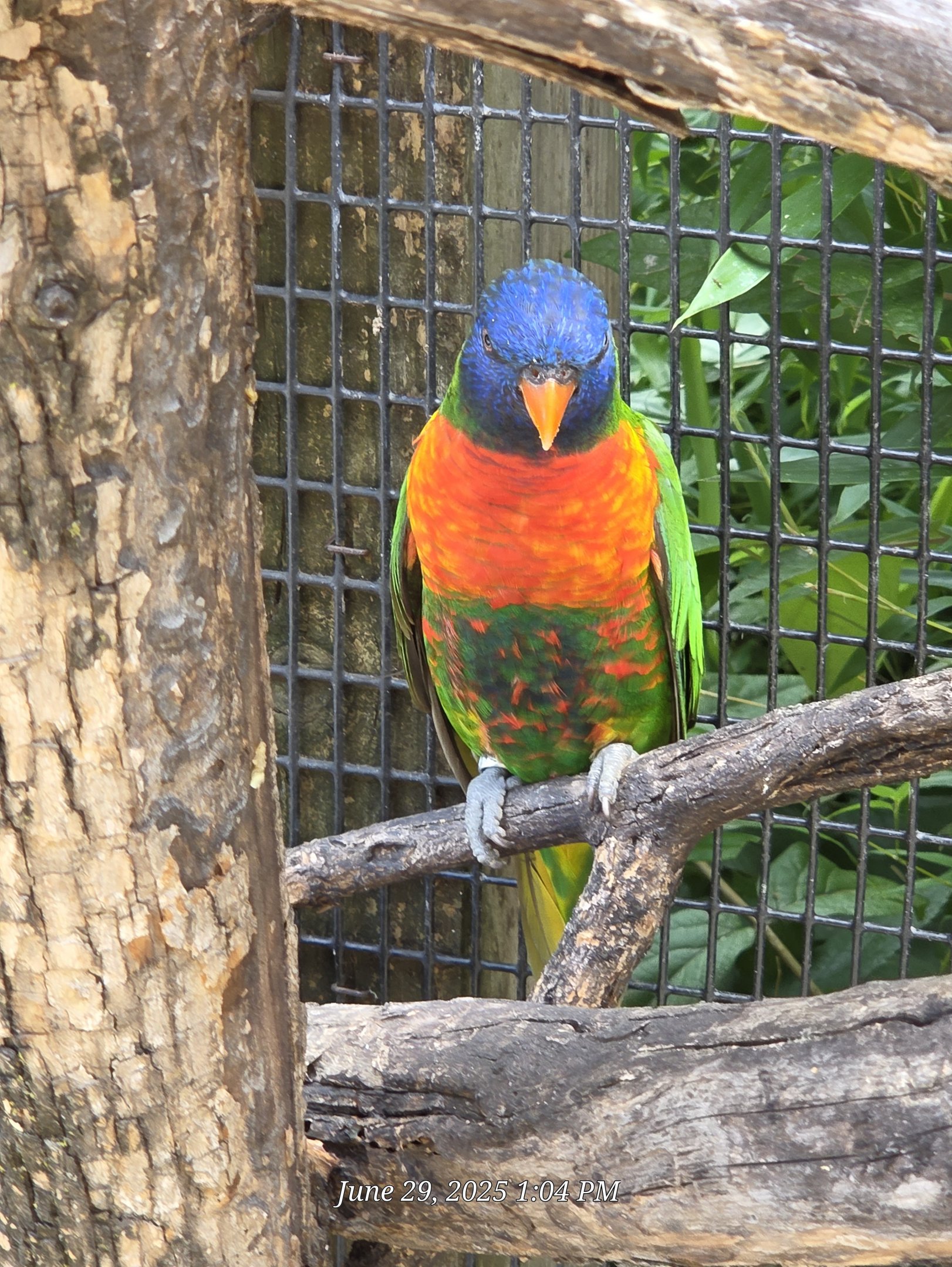 Rainbow Lorikeet - Tanganyika Wildlife Park