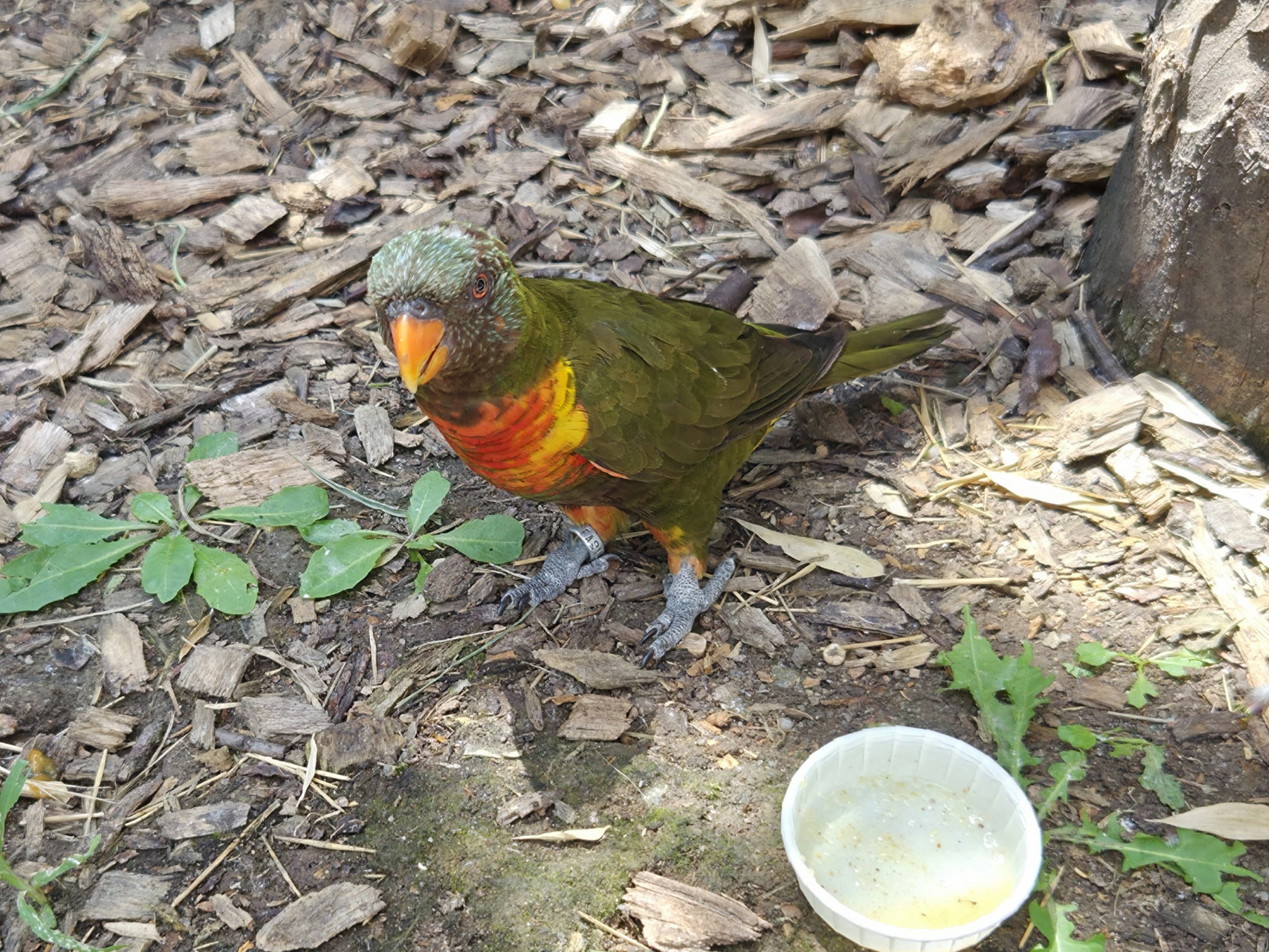 Rainbow Lorikeet - Tanganyika Wildlife Park