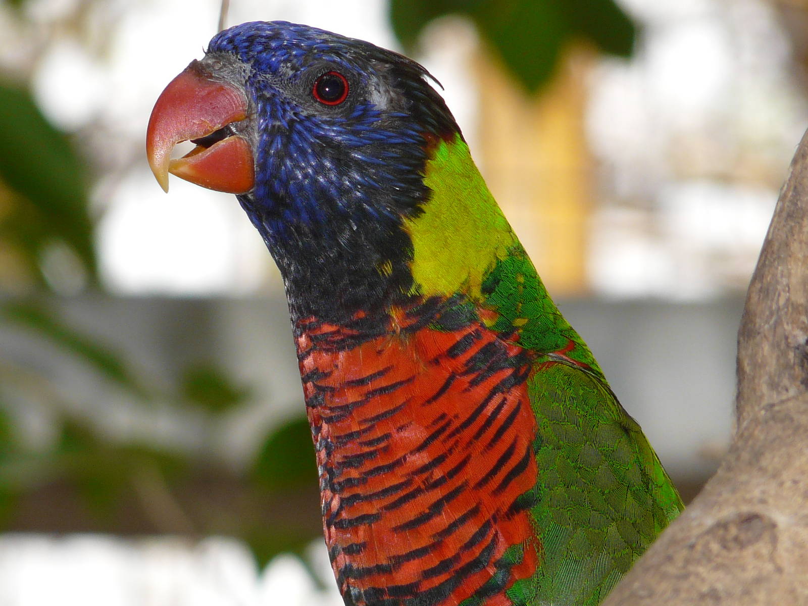 Rainbow lorikeet/ Trichoglossus haematodus haematodus