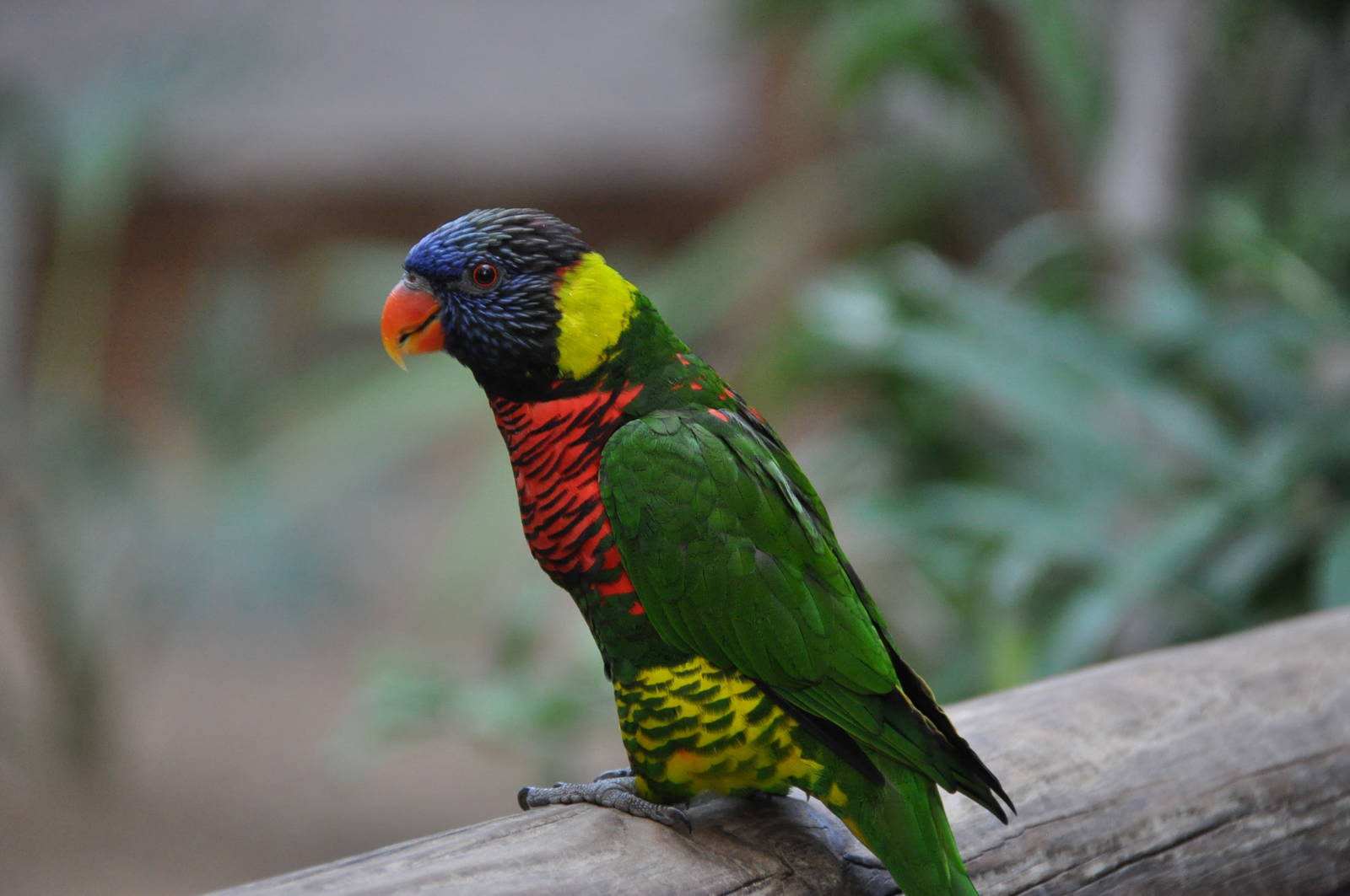 Rainbow lorikeet/ Trichoglossus haematodus haematodus