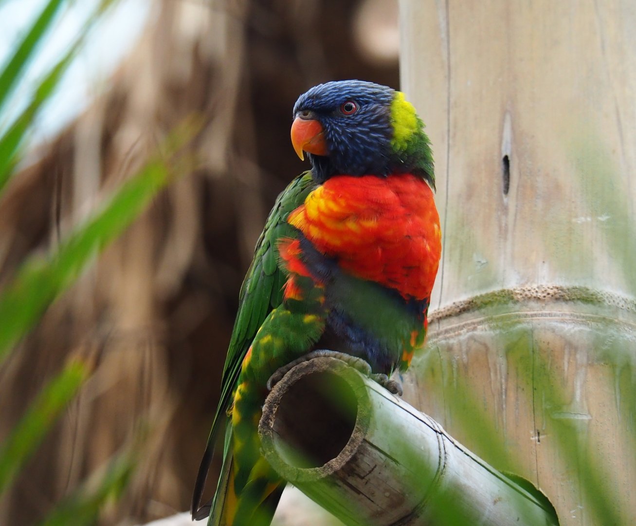 Rainbow lorikeet (Trichoglossus haematodus moluccanus), 2019-05-31