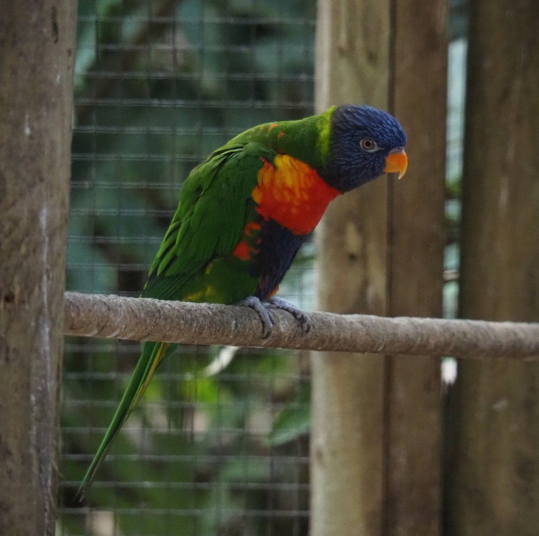 Rainbow lorikeet (Trichoglossus haematodus moluccanus), Aug 28th, 2018