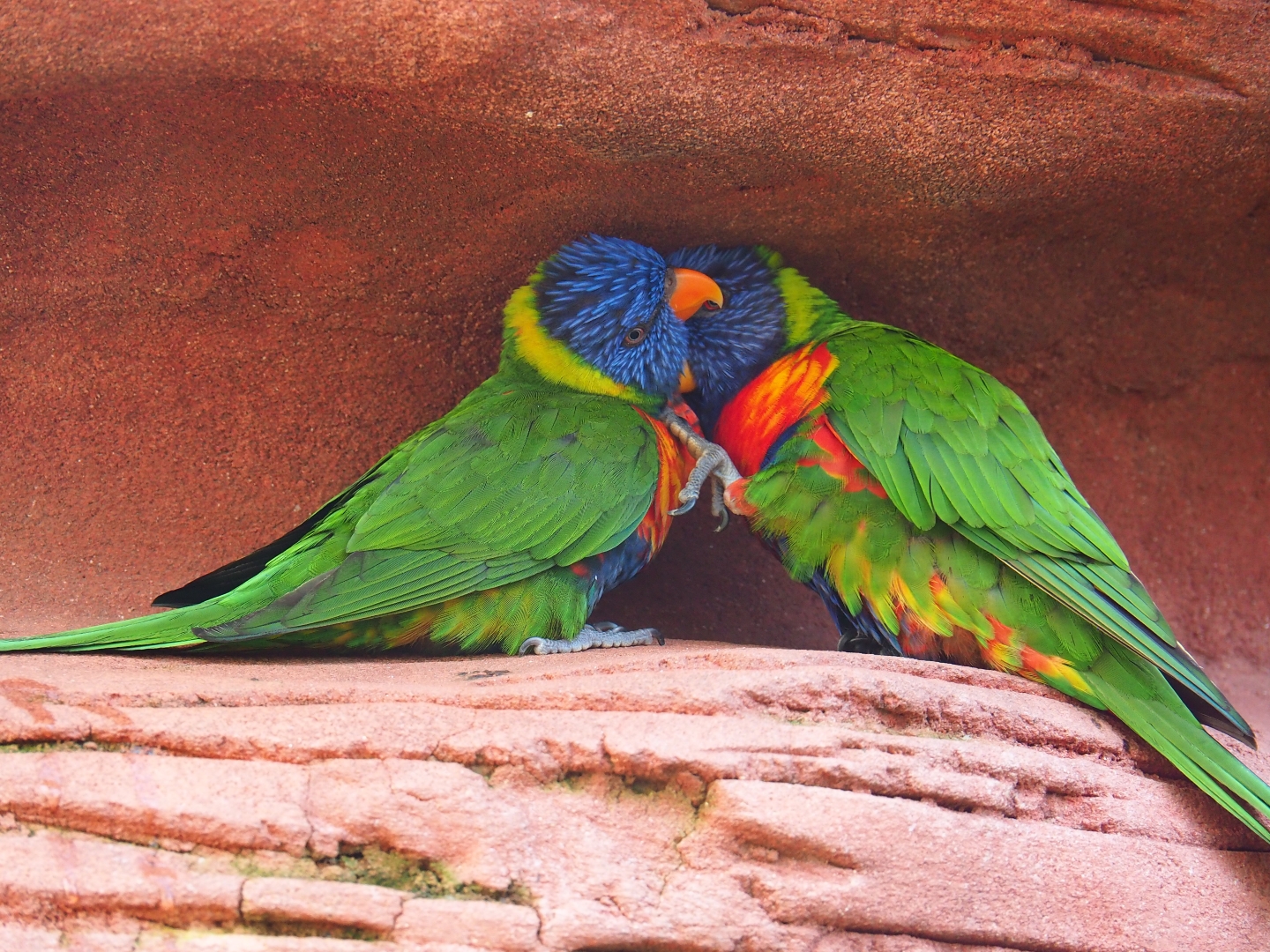 Rainbow lorikeet (Trichoglossus haematodus) pair (Sep 2nd, 2018)