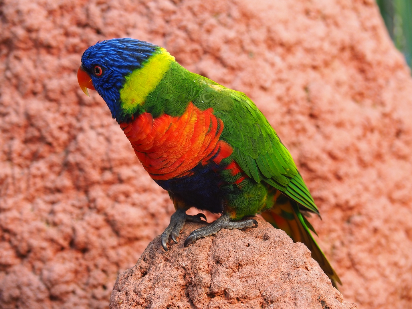 Rainbow lorikeet (Trichoglossus haematodus), Sep 2nd, 2018