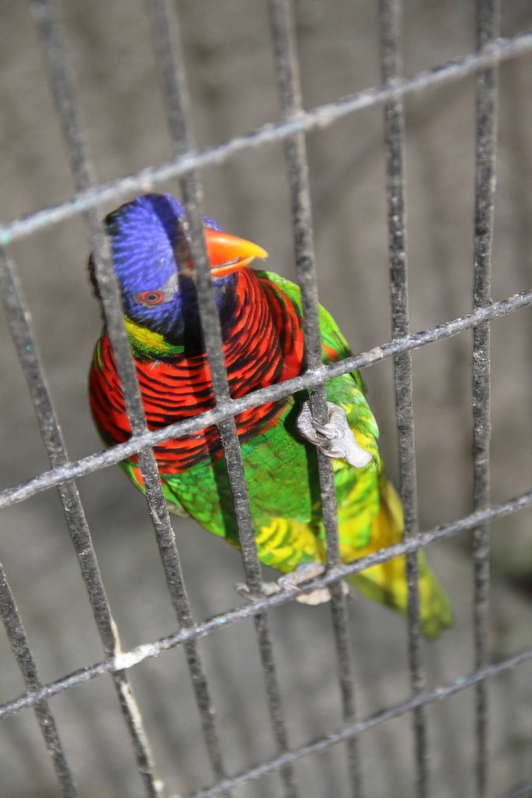 Rainbow Lorikeet (Trichoglossus haematodus)