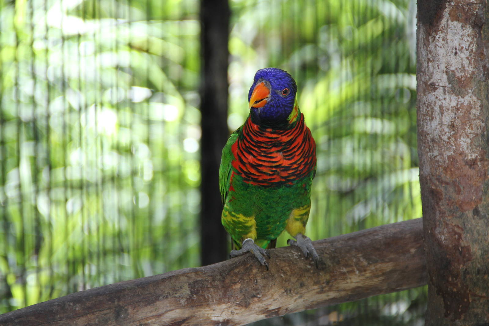 Rainbow Lorikeet (Trichoglossus haematodus)