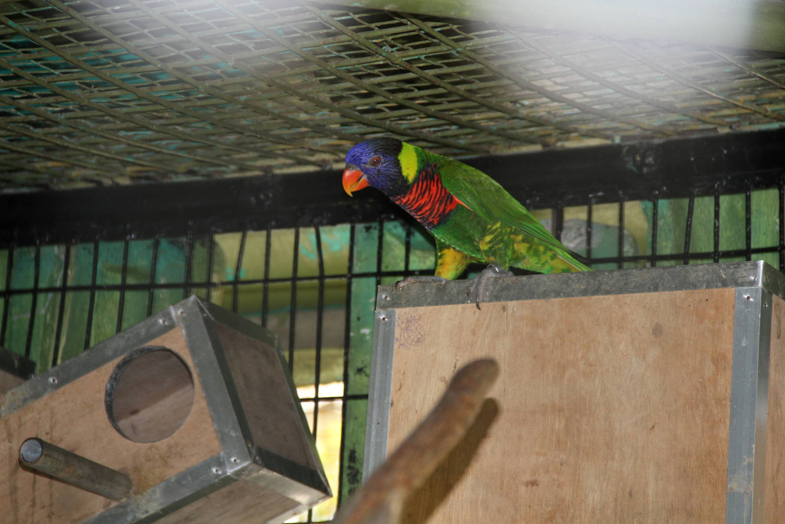 Rainbow Lorikeet (Trichoglossus haematodus)