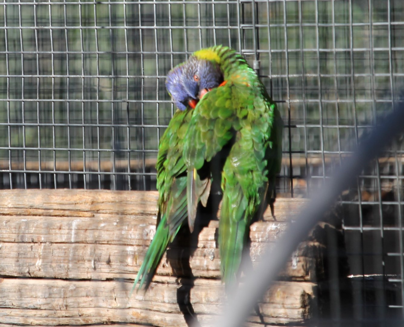 Rainbow Lorikeet (Trichoglossus haematodus)