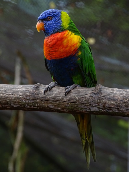 Rainbow lorikeet (Trichoglossus moluccanus) (07/22)