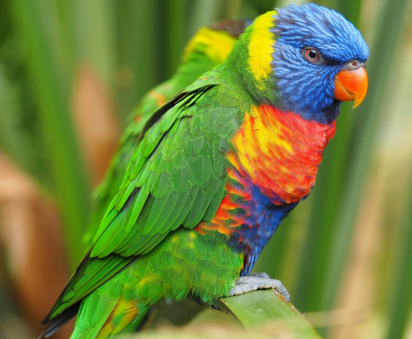 Rainbow lorikeet (Trichoglossus moluccanus), 2019-06-26