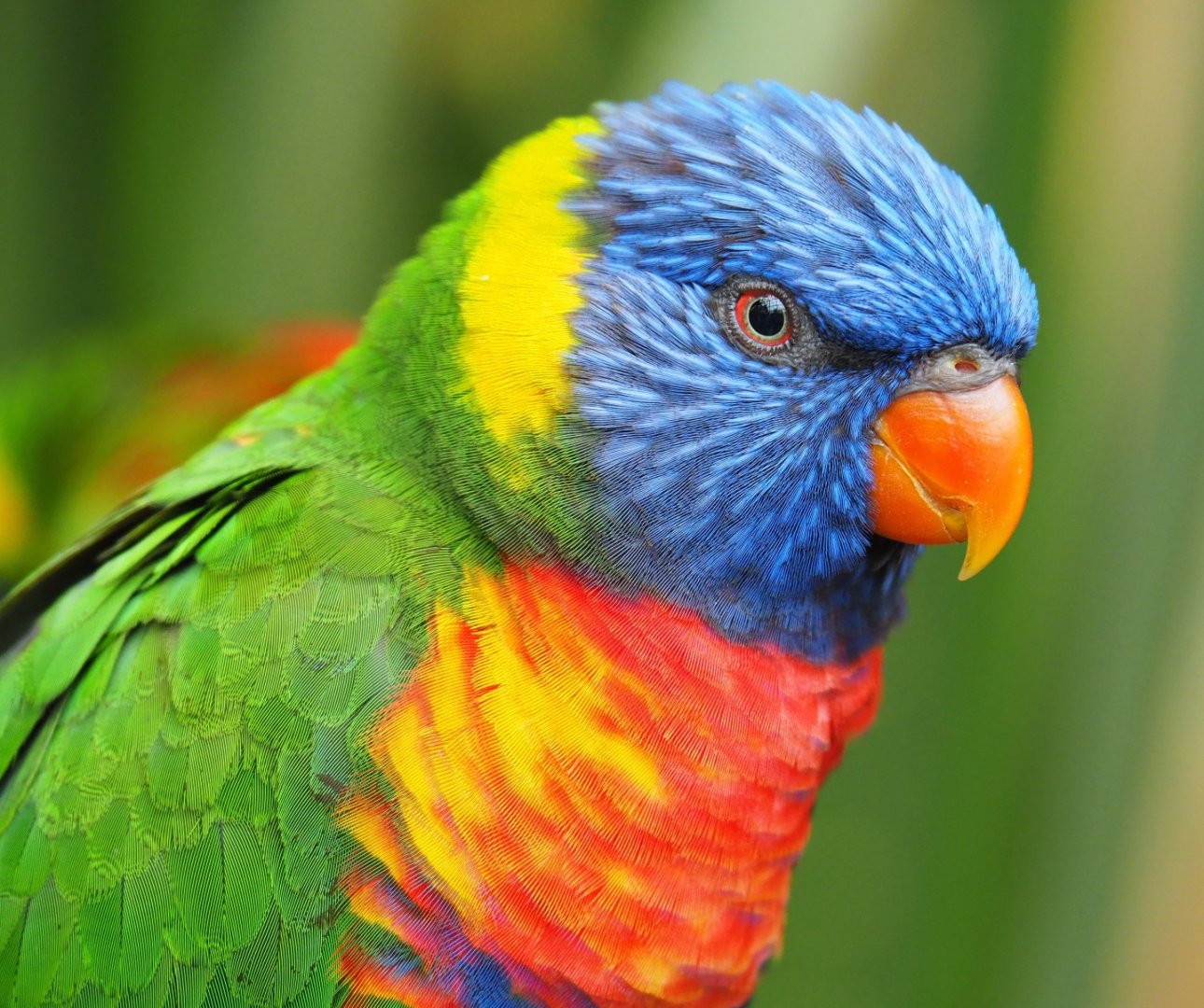 Rainbow lorikeet (Trichoglossus moluccanus), 2019-06-26