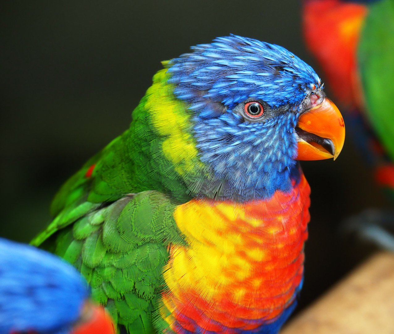 Rainbow lorikeet (Trichoglossus moluccanus), 2019-07-23