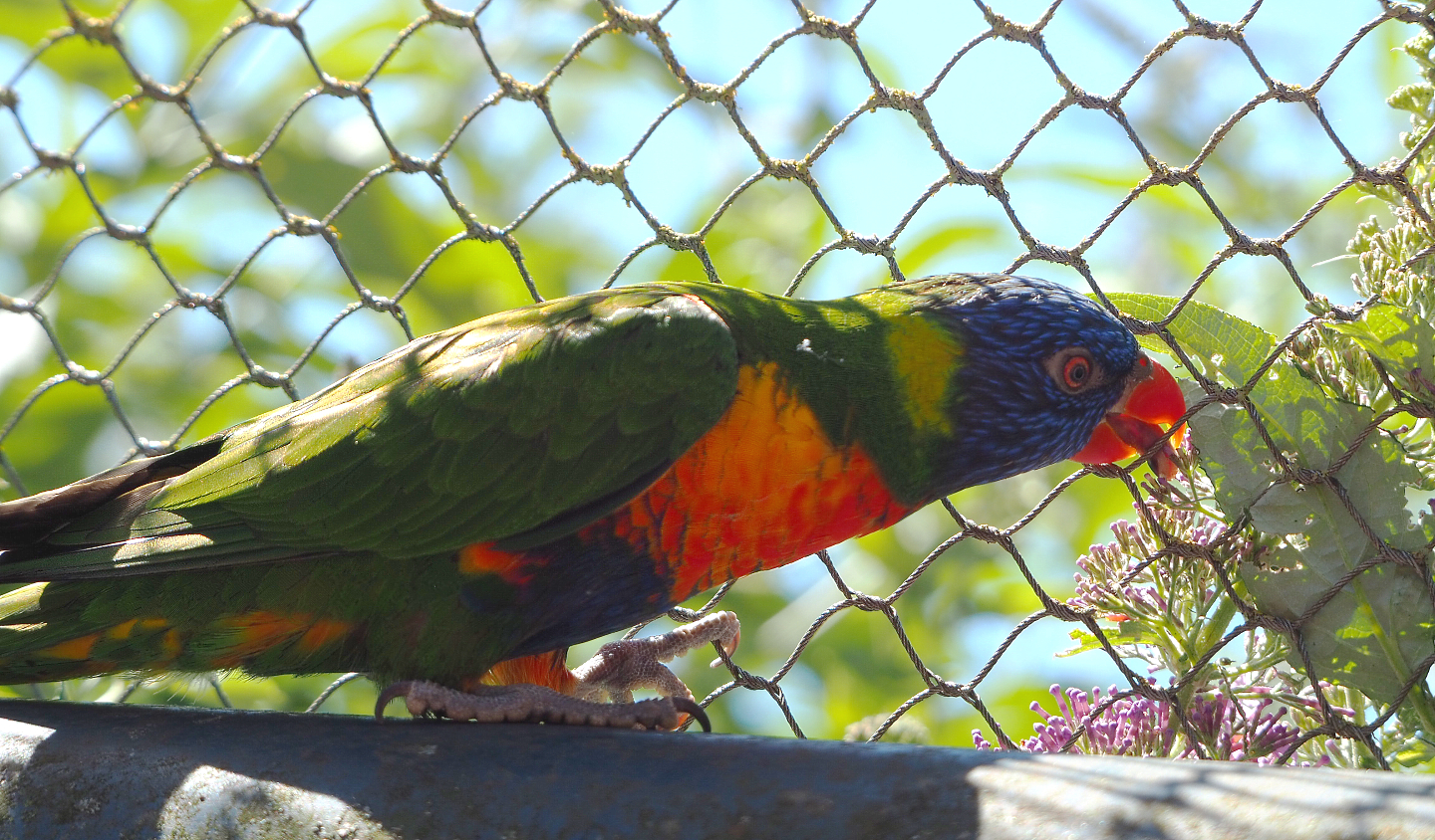 Rainbow lorikeet (Trichoglossus moluccanus),2022-06-28