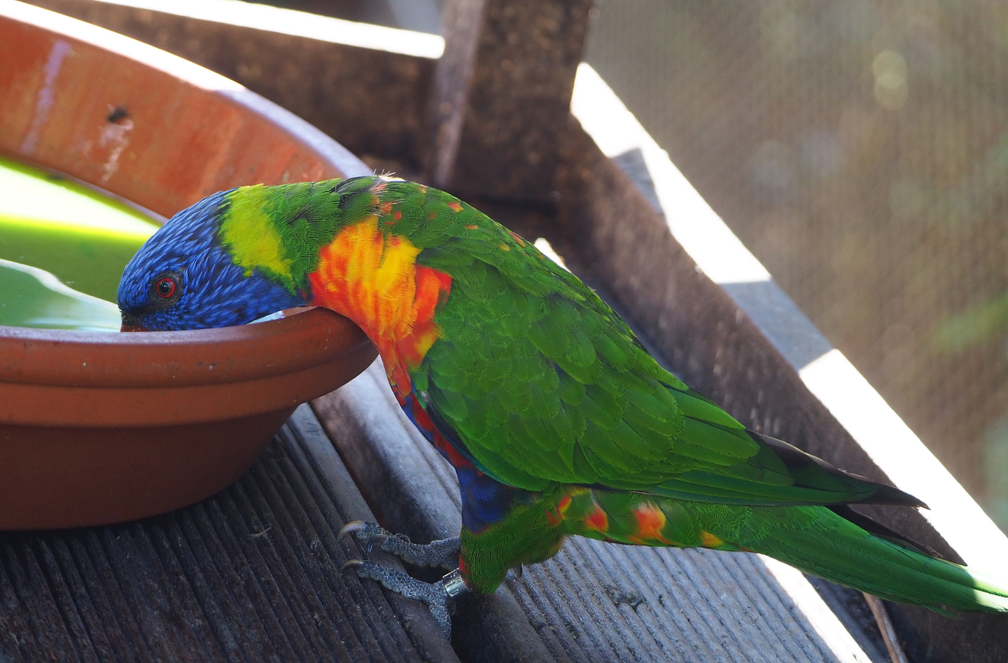 Rainbow lorikeet (Trichoglossus moluccanus),2022-06-28