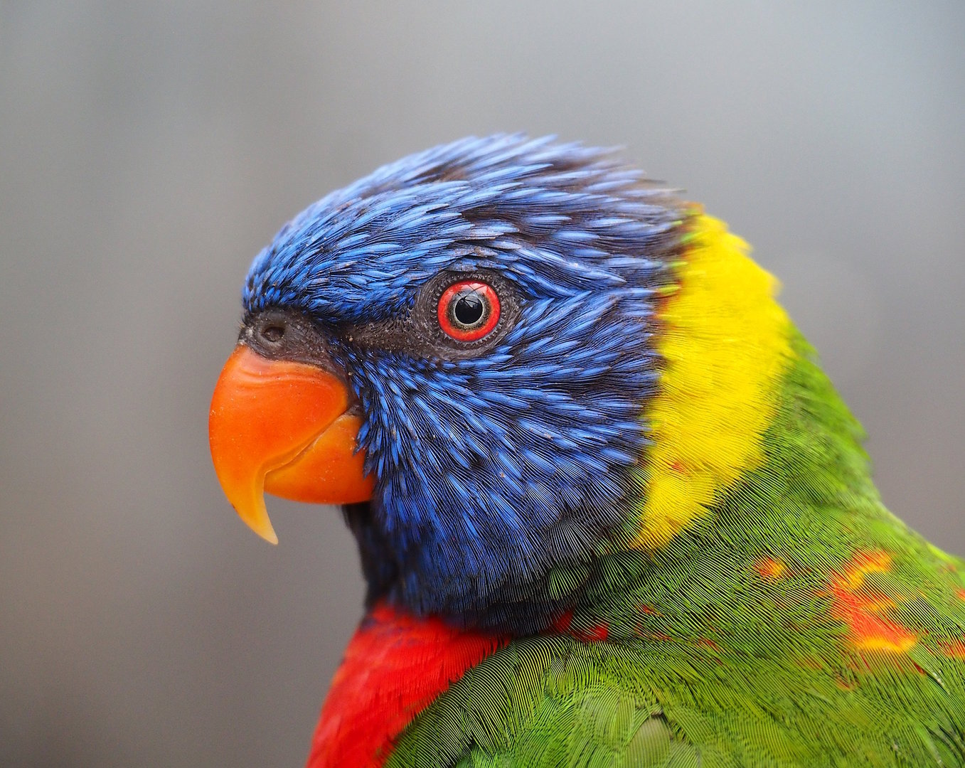 Rainbow lorikeet (Trichoglossus moluccanus), 2022-08-28