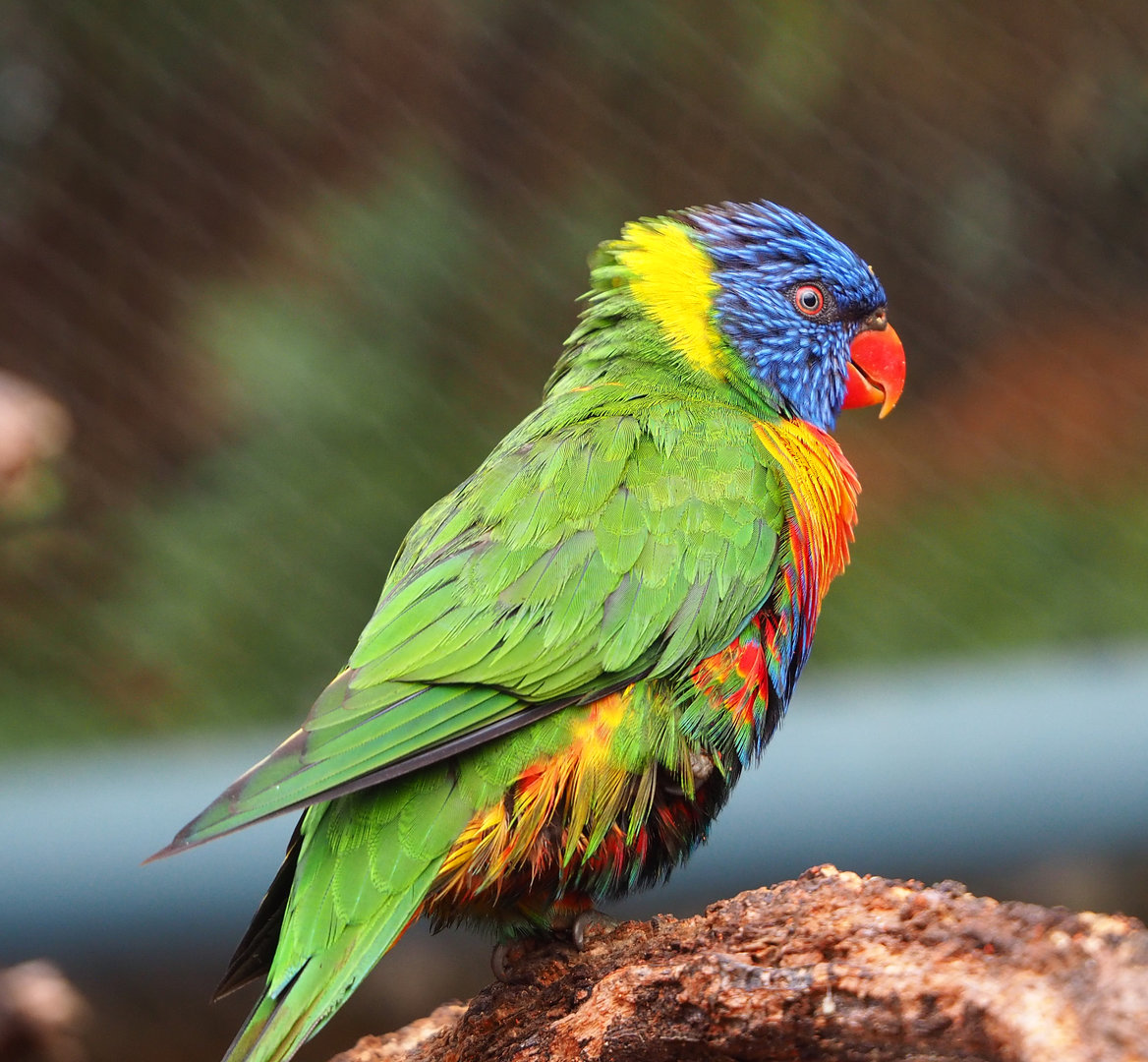 Rainbow lorikeet (Trichoglossus moluccanus), 2022-09-15