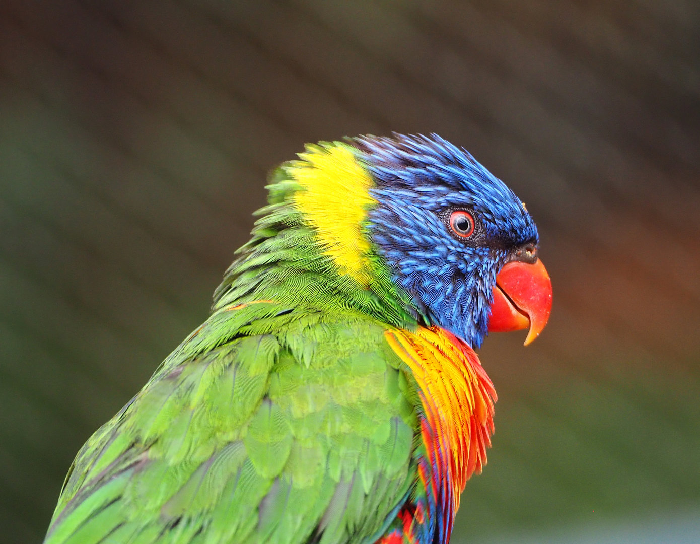 Rainbow lorikeet (Trichoglossus moluccanus), 2022-09-15