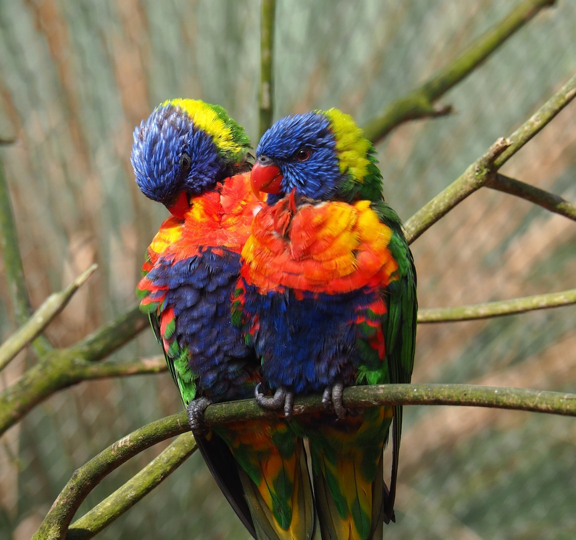 Rainbow lorikeet (Trichoglossus moluccanus), 2023-05-16