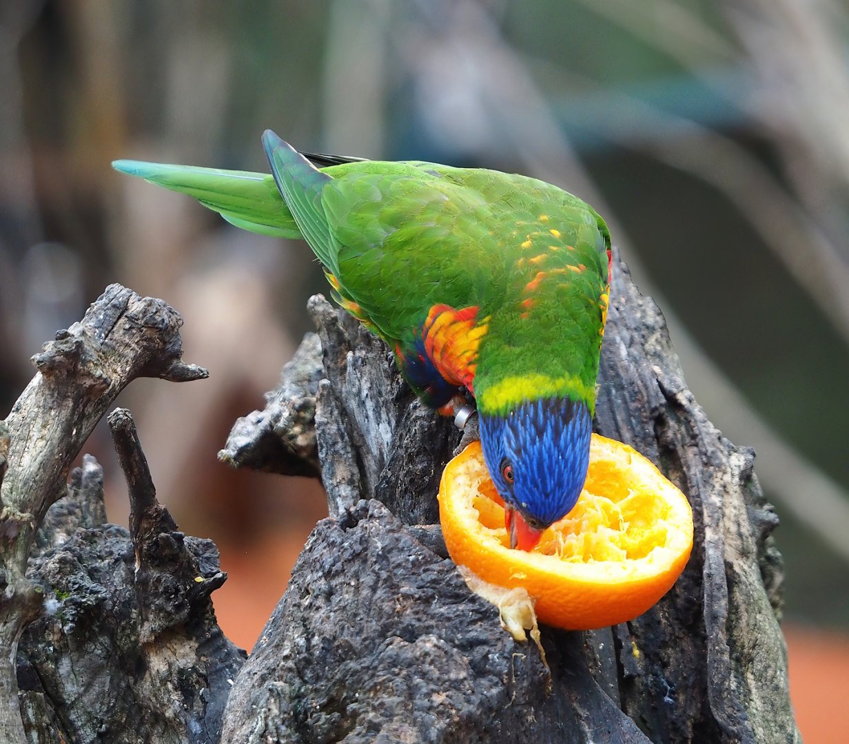Rainbow lorikeet (Trichoglossus moluccanus), 2023-10-13