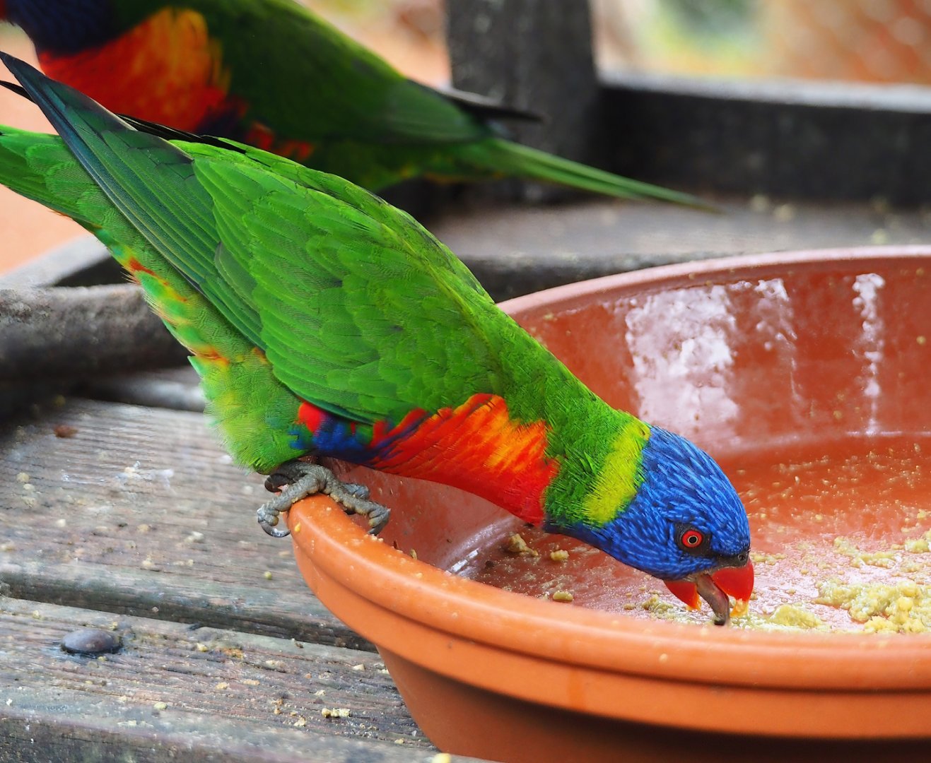 Rainbow lorikeet (Trichoglossus moluccanus), 2023-10-13