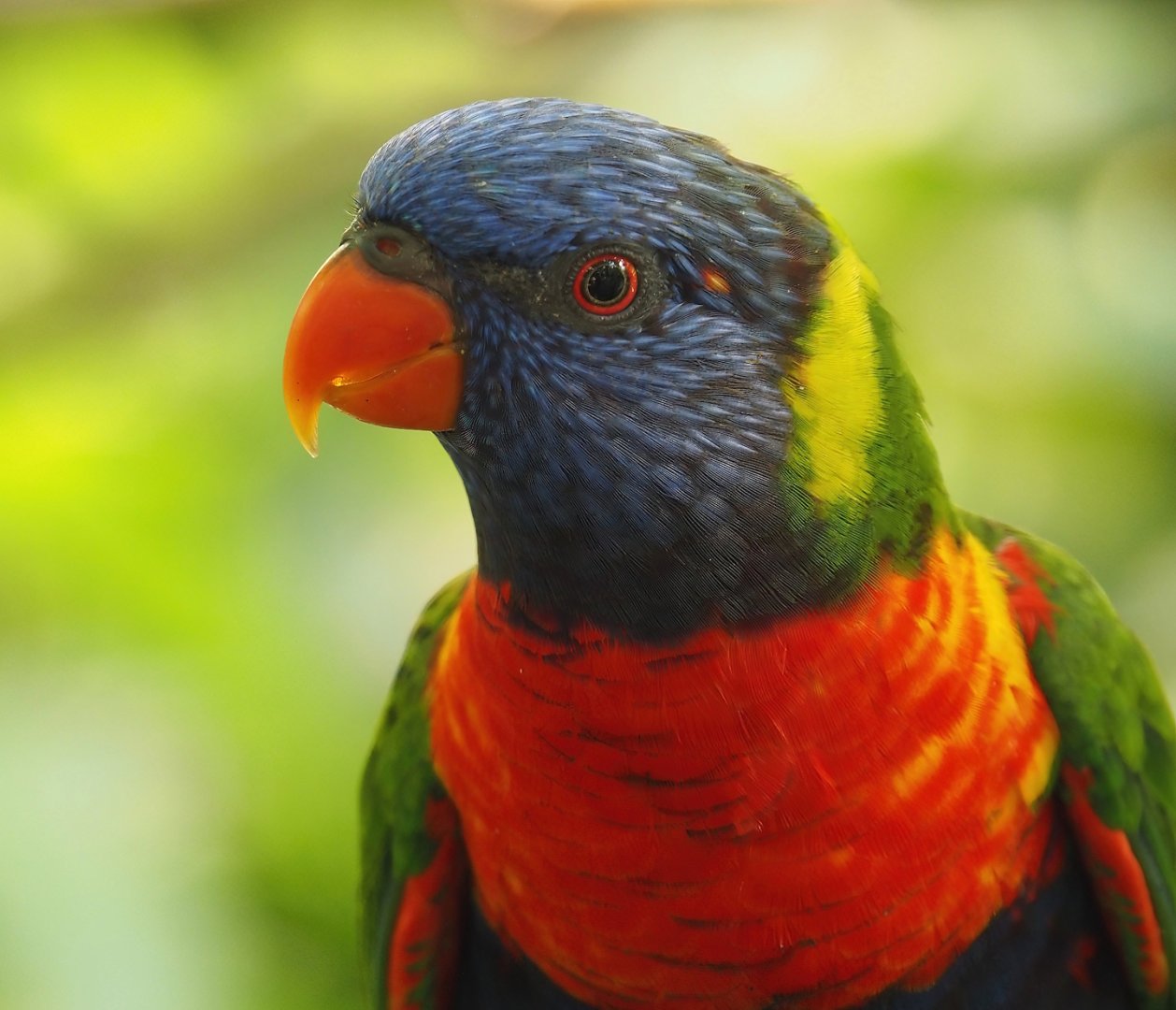Rainbow lorikeet (Trichoglossus moluccanus), 2024-06-23