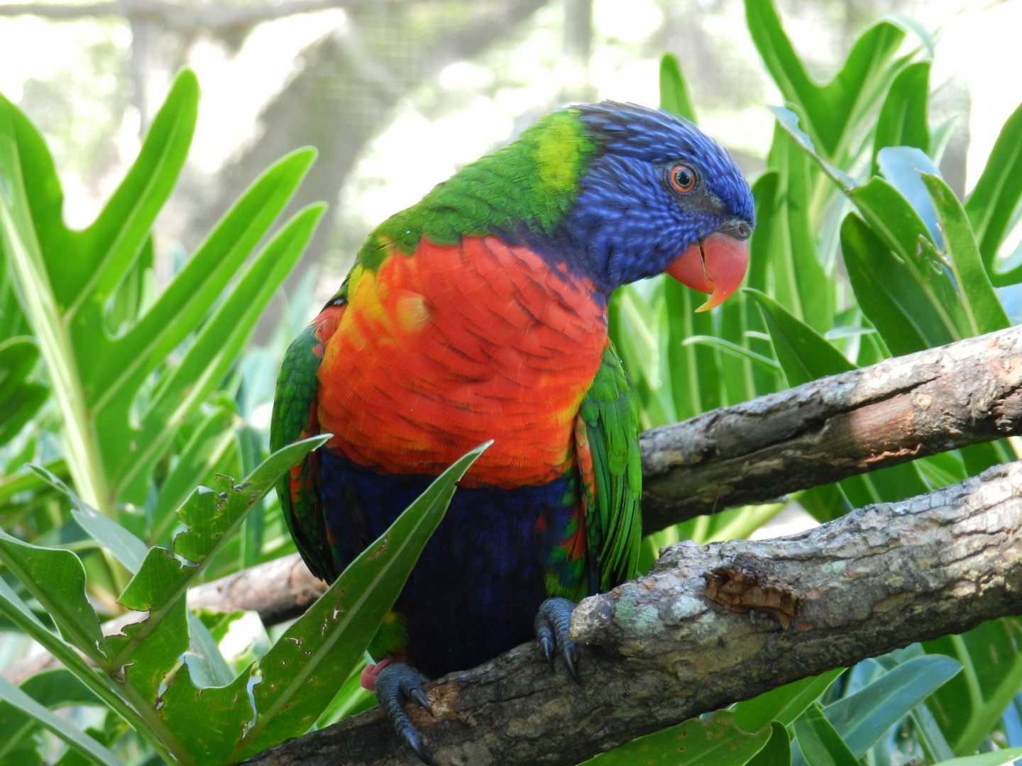 Rainbow Lorikeet (Trichoglossus moluccanus) at Zoo Tampa at Lowry Park, USA