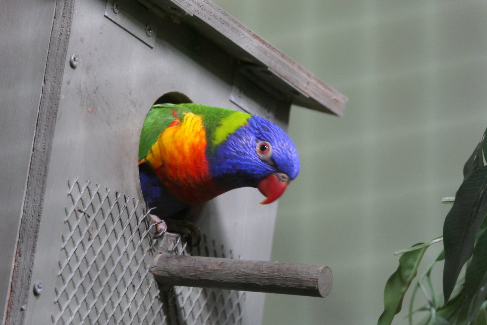 Rainbow Lorikeet (Trichoglossus moluccanus) - Cairns Koalas and Creatures