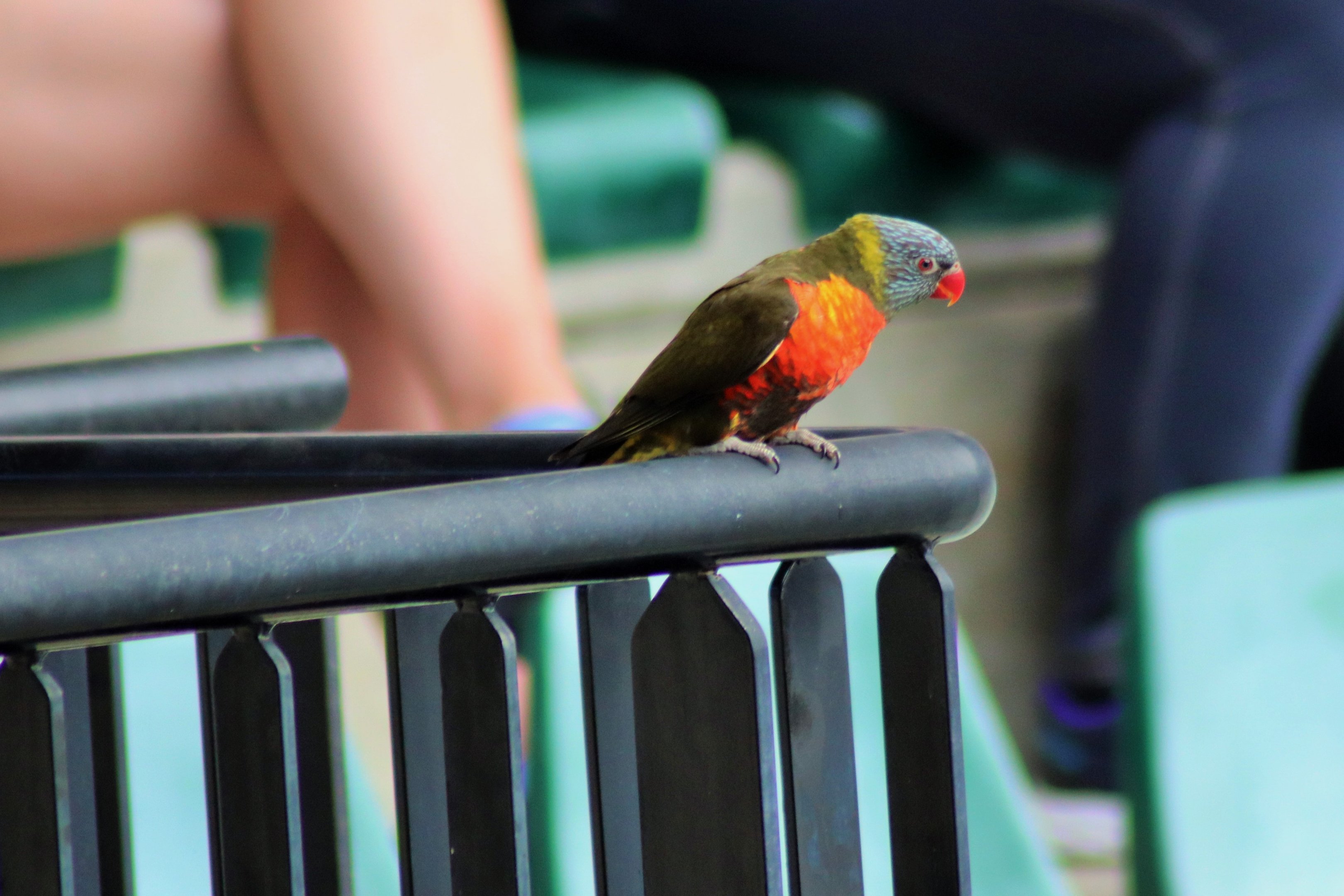 Rainbow Lorikeet (Trichoglossus moluccanus)- Grey-Green Mutation