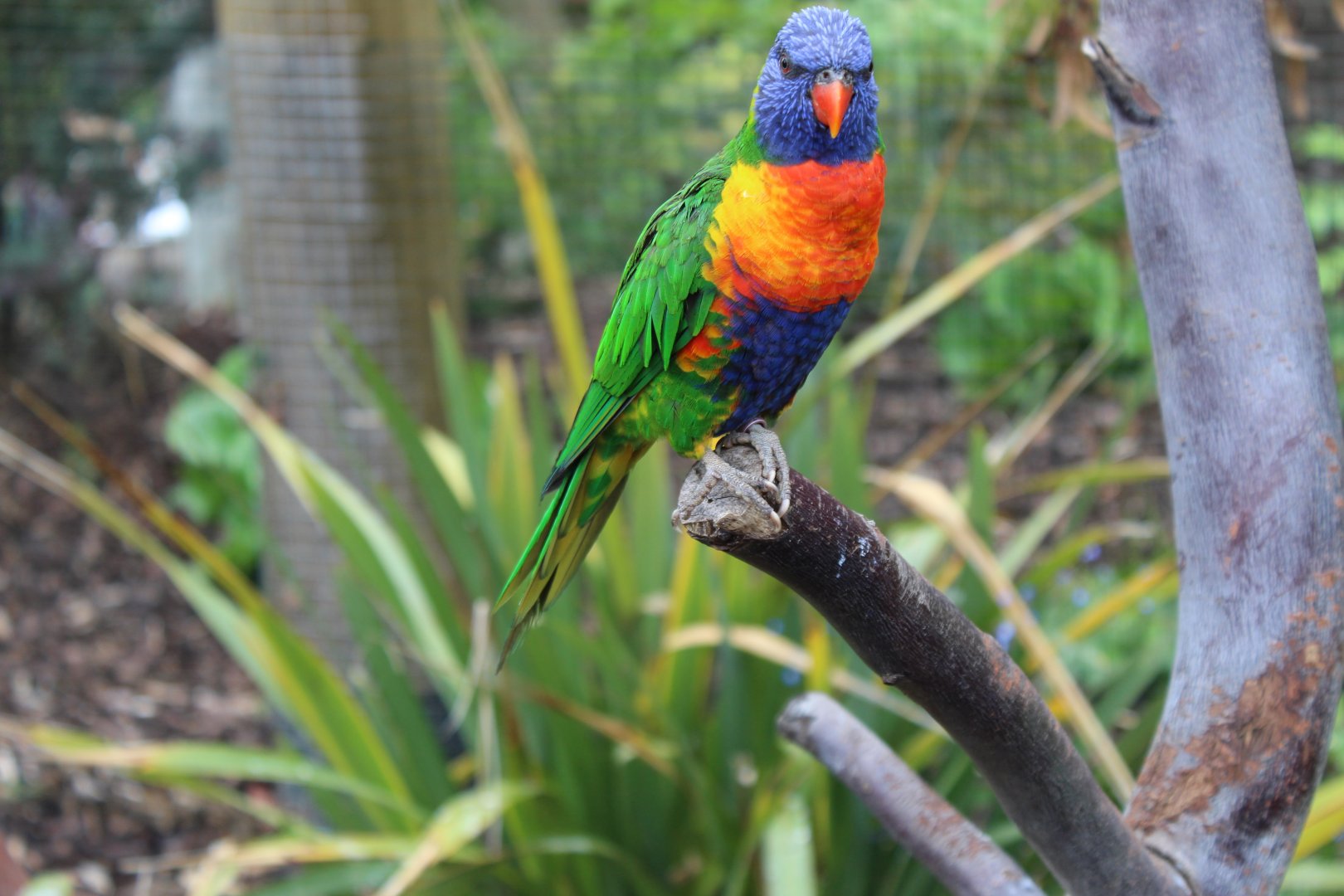 Rainbow lorikeet (Trichoglossus moluccanus) in Brilliant Birds