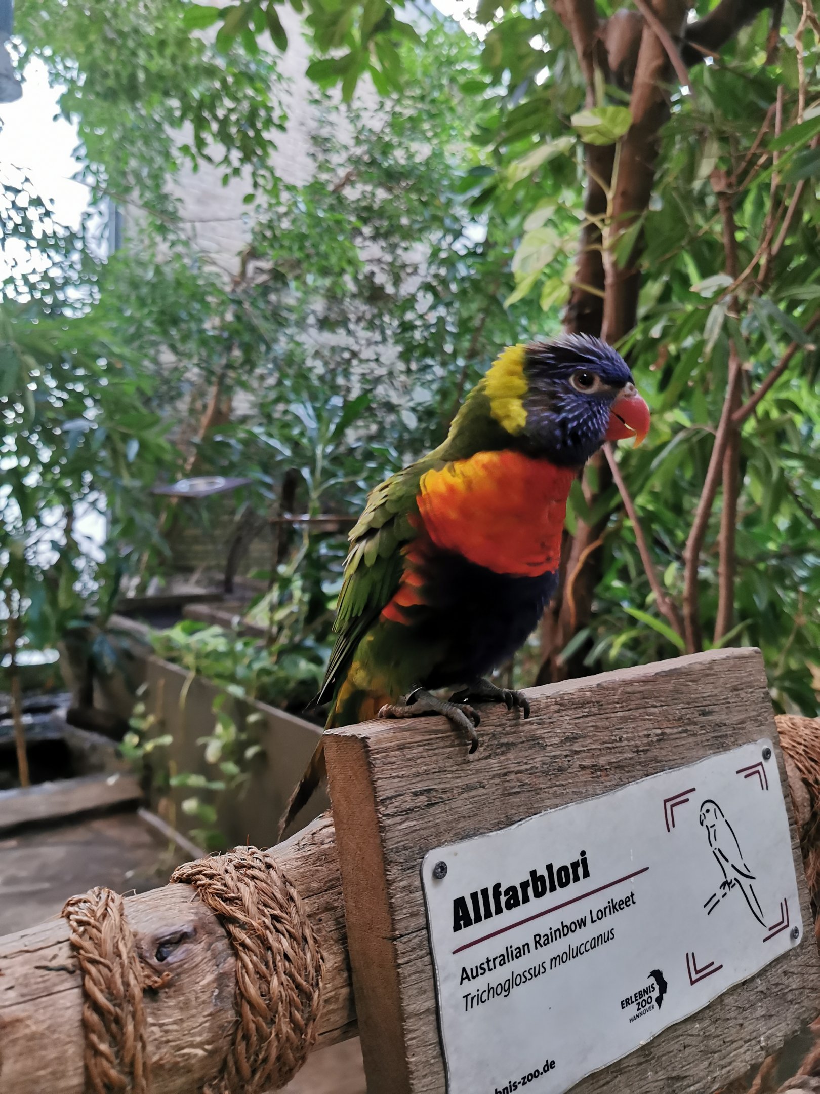 Rainbow lorikeet (Trichoglossus moluccanus) - Lemur house