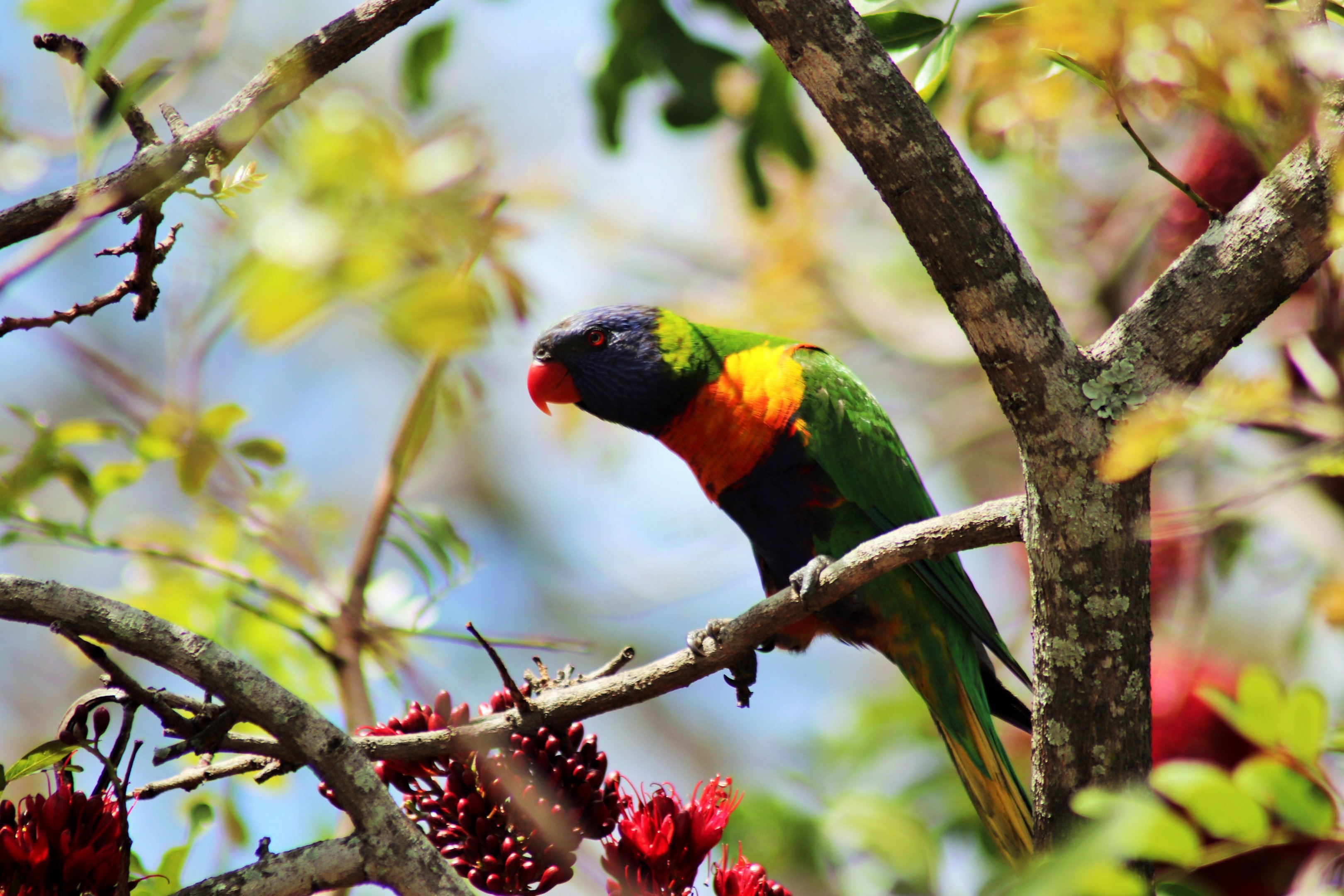 Rainbow Lorikeet (Trichoglossus moluccanus moluccanus)
