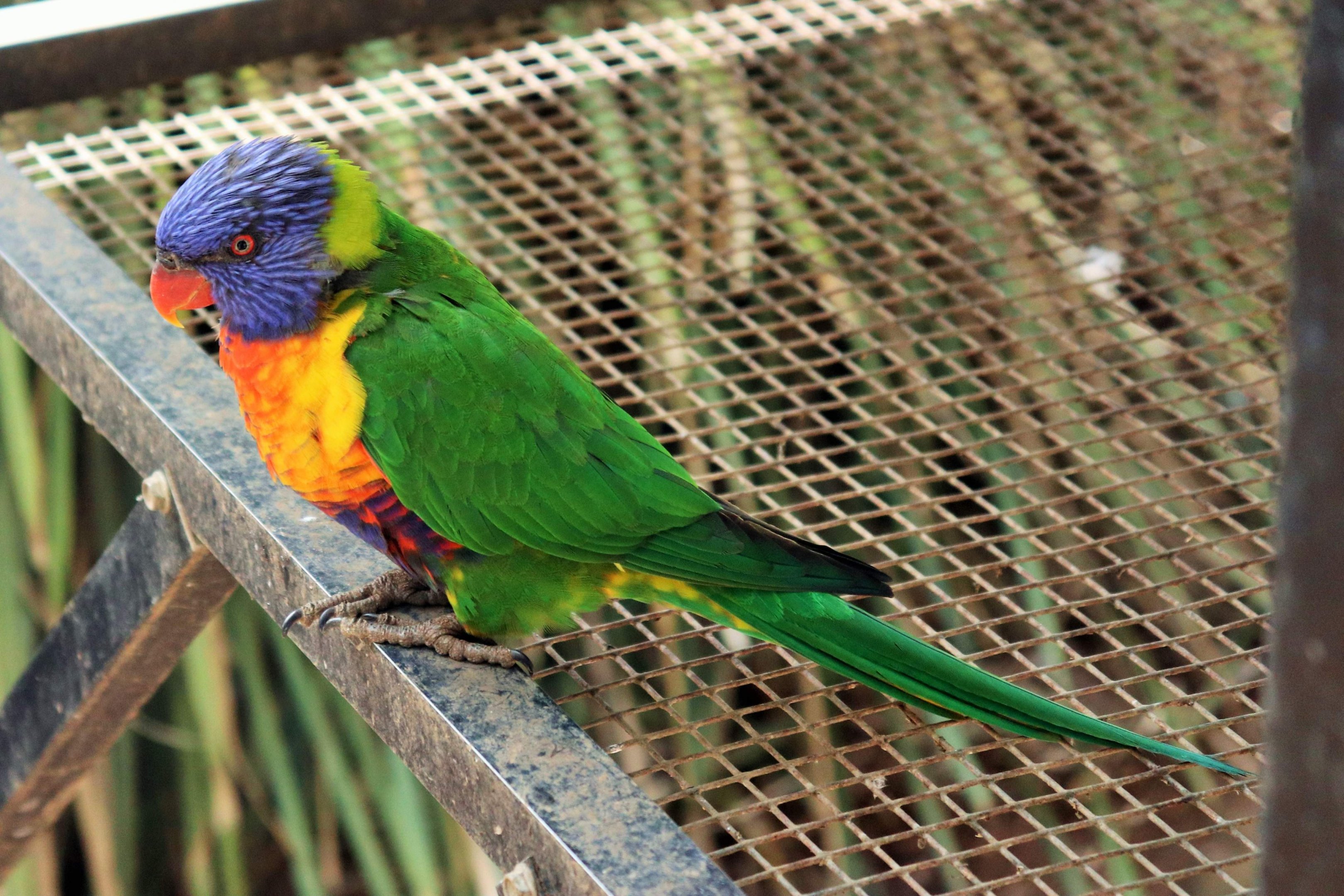 Rainbow Lorikeet (Trichoglossus moluccanus)