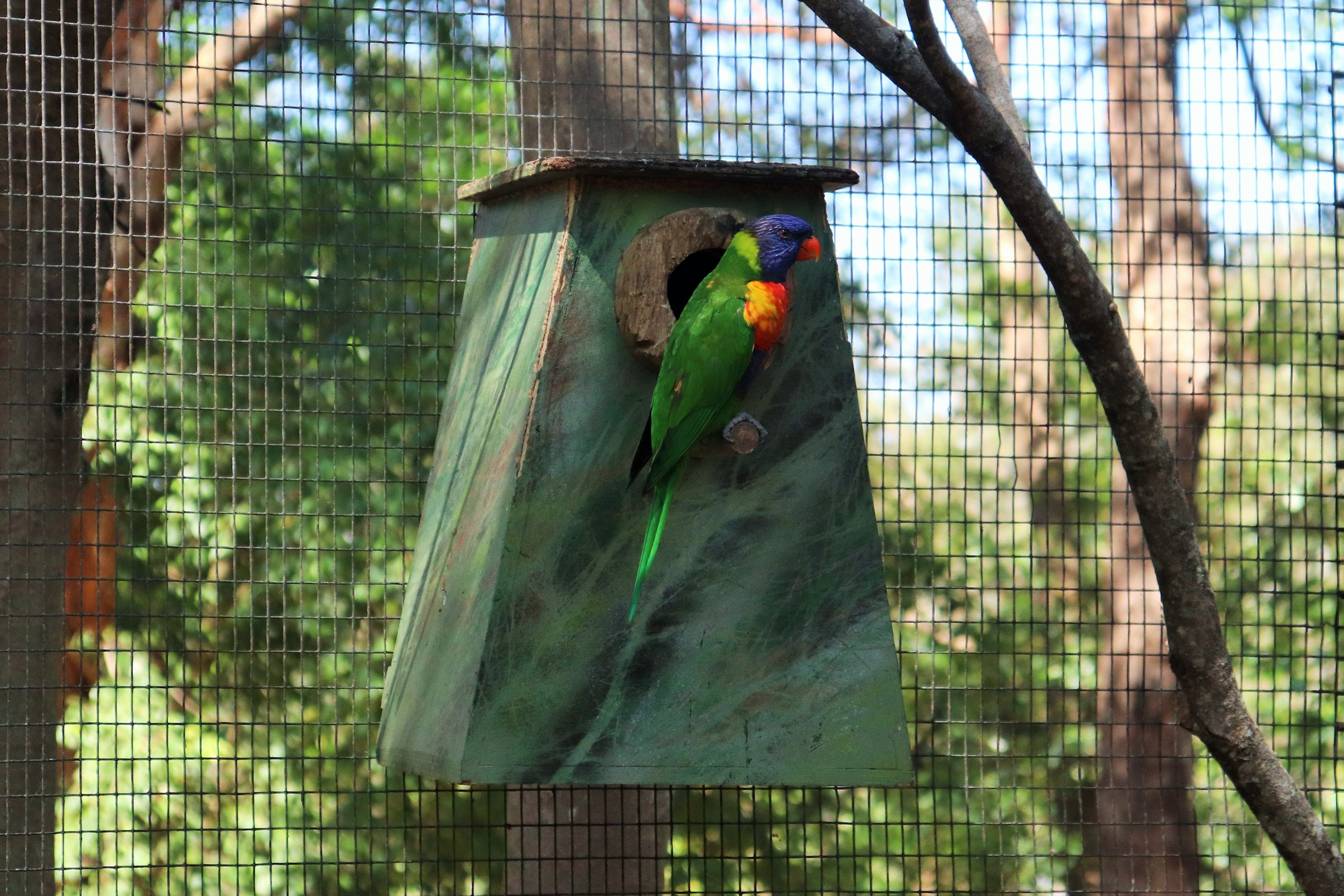 Rainbow Lorikeet (Trichoglossus moluccanus)