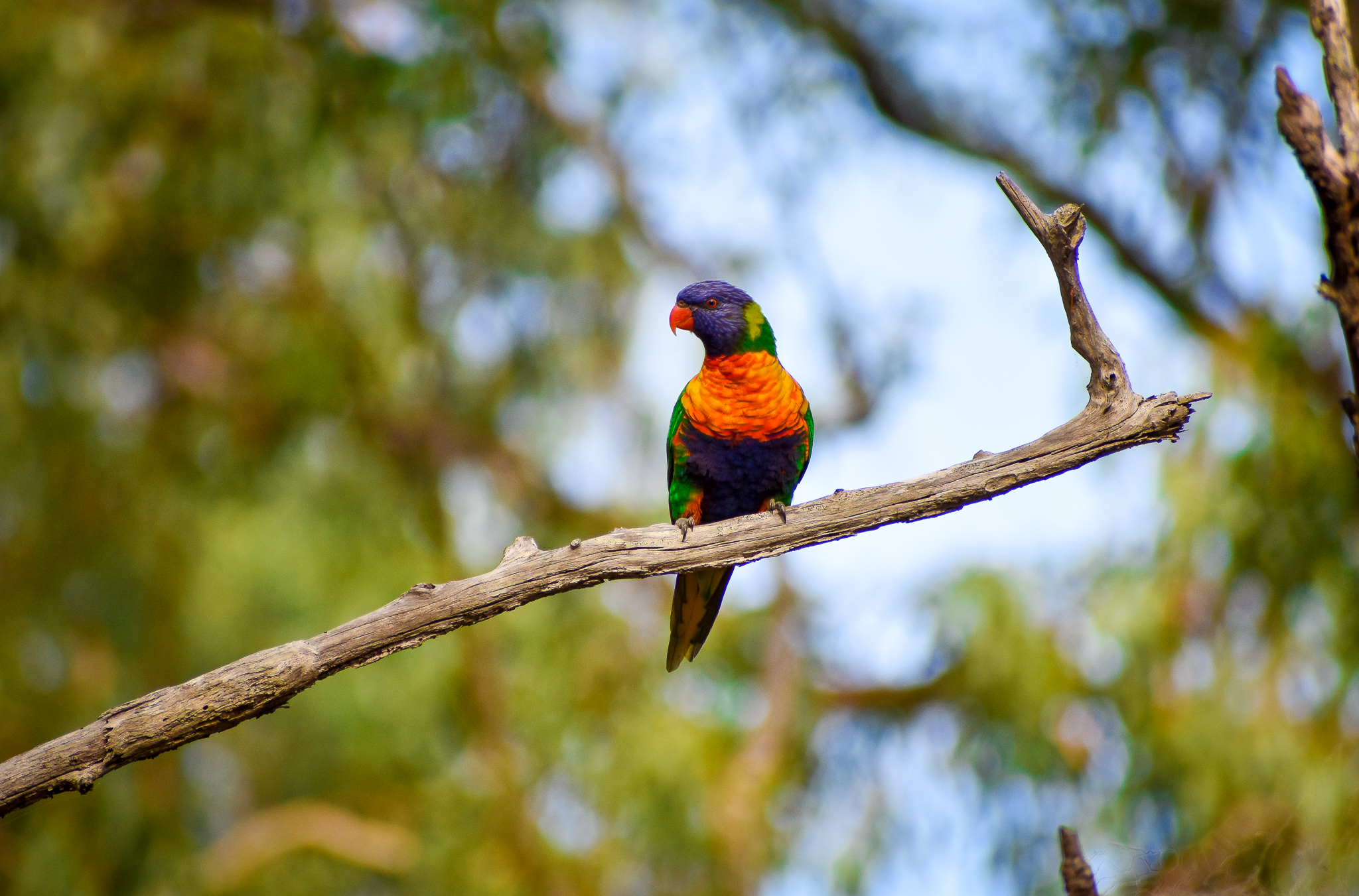 Rainbow Lorikeet (Trichoglossus moluccanus)