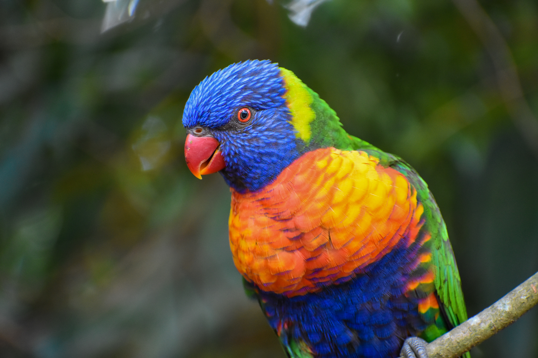 Rainbow Lorikeet (Trichoglossus moluccanus)